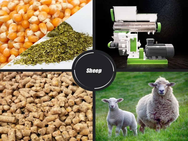 CZLH Series Goat Feed Pellet Making Machine