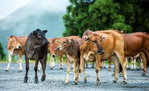 cattles