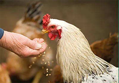 Chickens are eating.