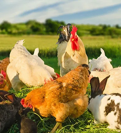 chickens are eating feed pellets