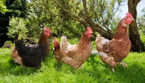 three chickens