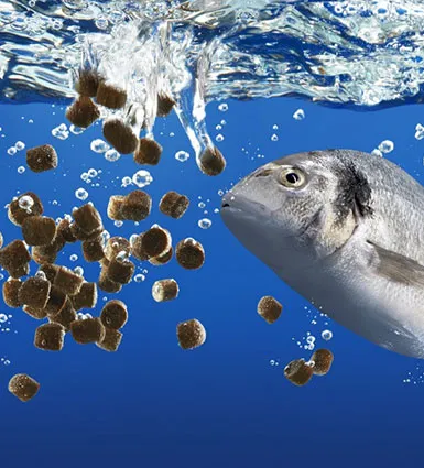 fish is eating in the water