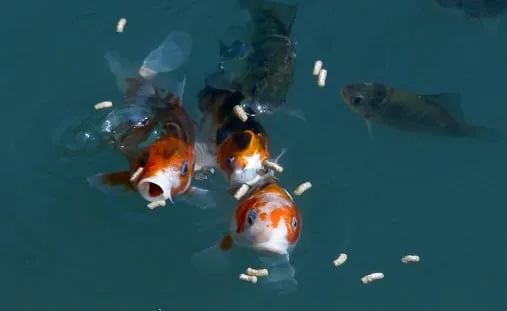 fish