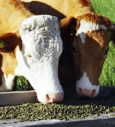 two cattles are eating