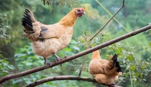 two chickens