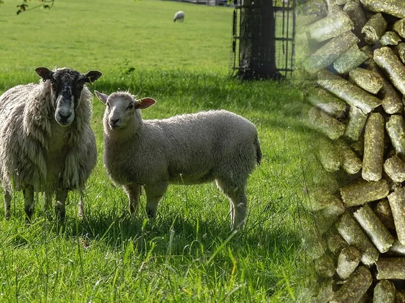 Application in Large-Scale Livestock Farms