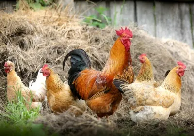 flock of chickens