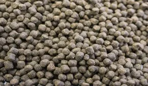 floating fish feed