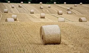 hay field