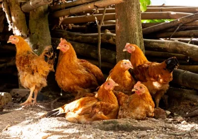 Six chickens are in chicken coop.