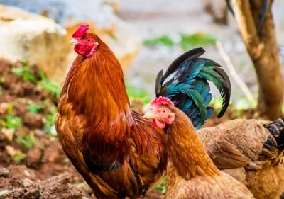 two chickens