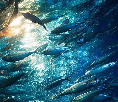 Aquatic Feed Pellet Plant