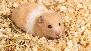 Animal Bedding Production