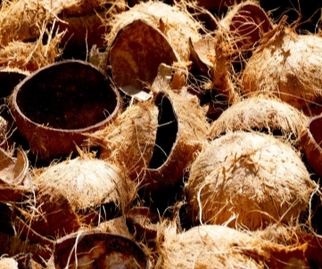 Coconut shells