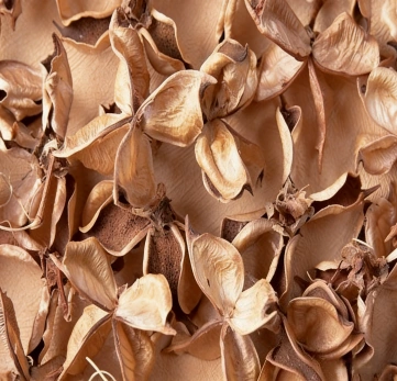 Cotton seed shells