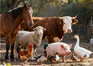 Animal Feed Production