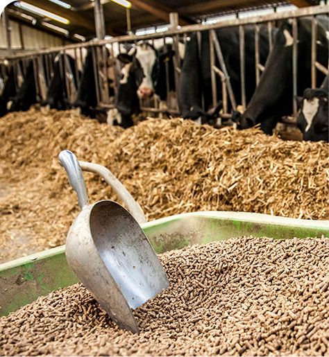 Grass Pellet Production