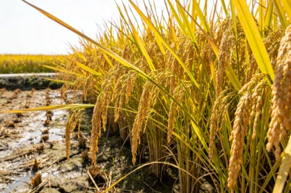 Crop Waste Pelletizing