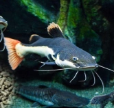 catfish feed