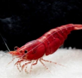 shrimp feed