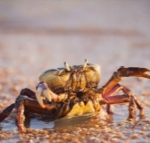 crab feed