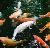 fish feed