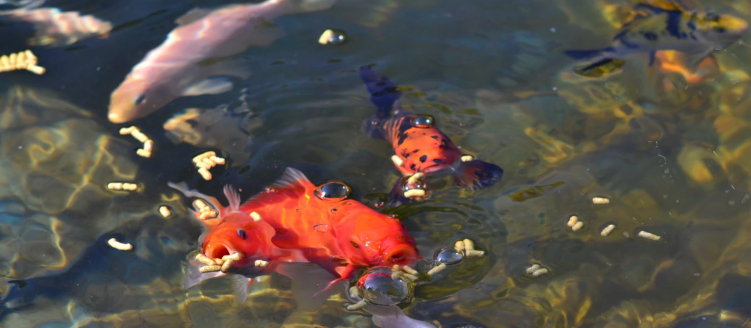 floating fish feed and fish