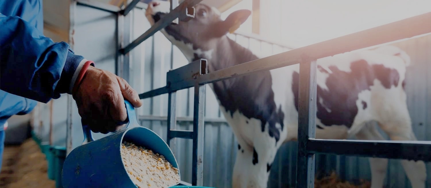 livestock feed for cattle