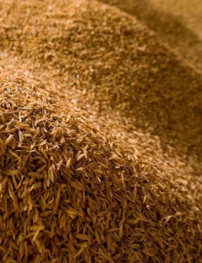 dried rice husks