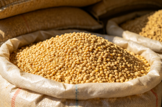 Soybean Meal