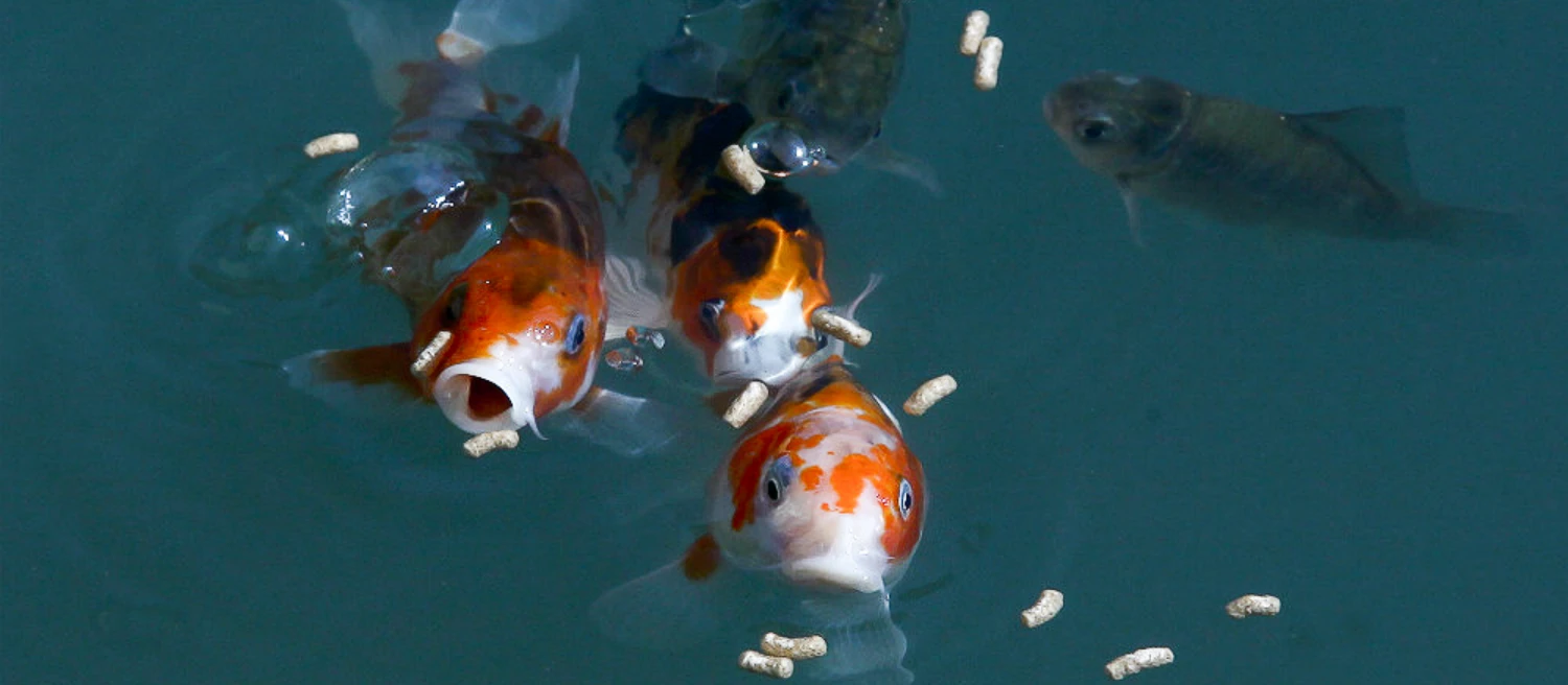 fish eating feed