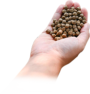 fish feed pellets in hand