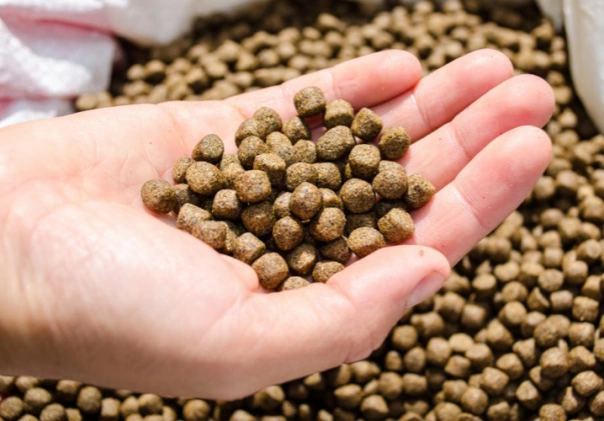 fish feed show in hand