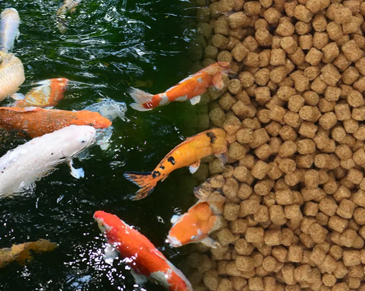pesci e mangime in pellet per pesci