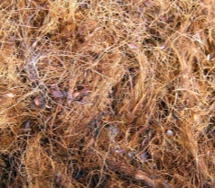 Palm Fiber