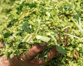 Corn Silage