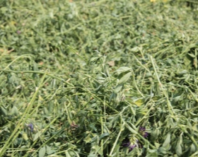 Alfalfa Silage