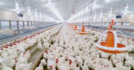 big poultry farm