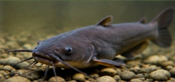 catfish