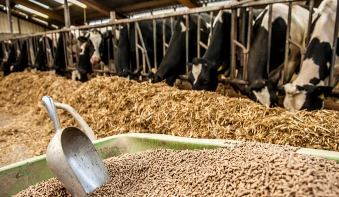 cattle and feed pellets