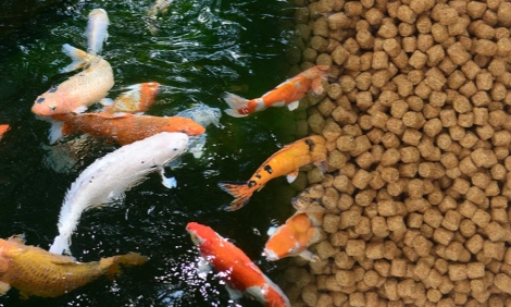 fish feed pellets
