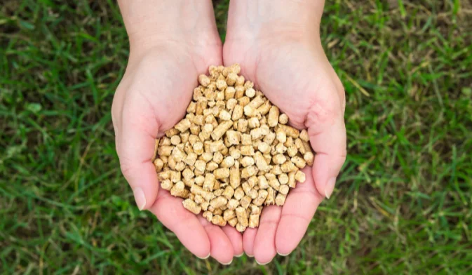 silage feed pellets in hand