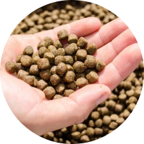 fish feed pellets in hand