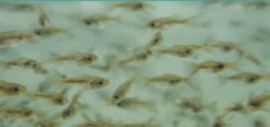 Fry fish