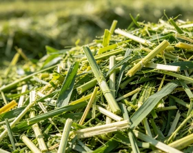 Napier Grass Silage