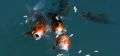 Ornamental Fish