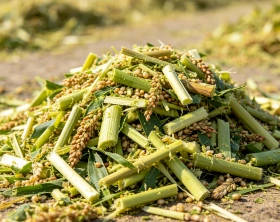 Sorghum Silage