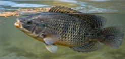 Tilapia