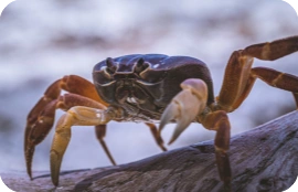 a crab