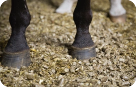 animal bedding for horse